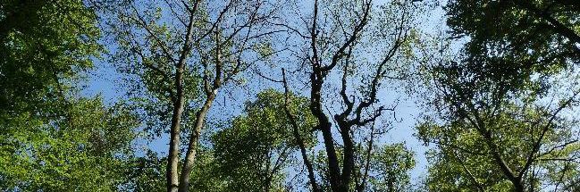 Blick vom Wald nach oben in die Baumkronen