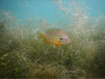 Fische und Reptilien Fische und Reptilien