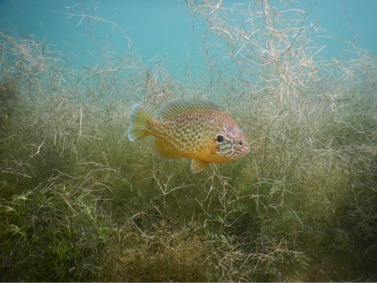 Fische und Reptilien Fische und Reptilien
