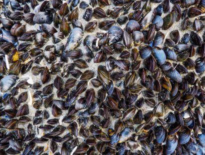 Muscheln Muscheln