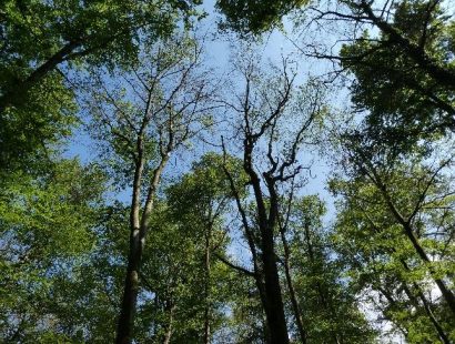 Stressfaktoren für Waldbäume Blick vom Wald nach oben in die Baumkronen