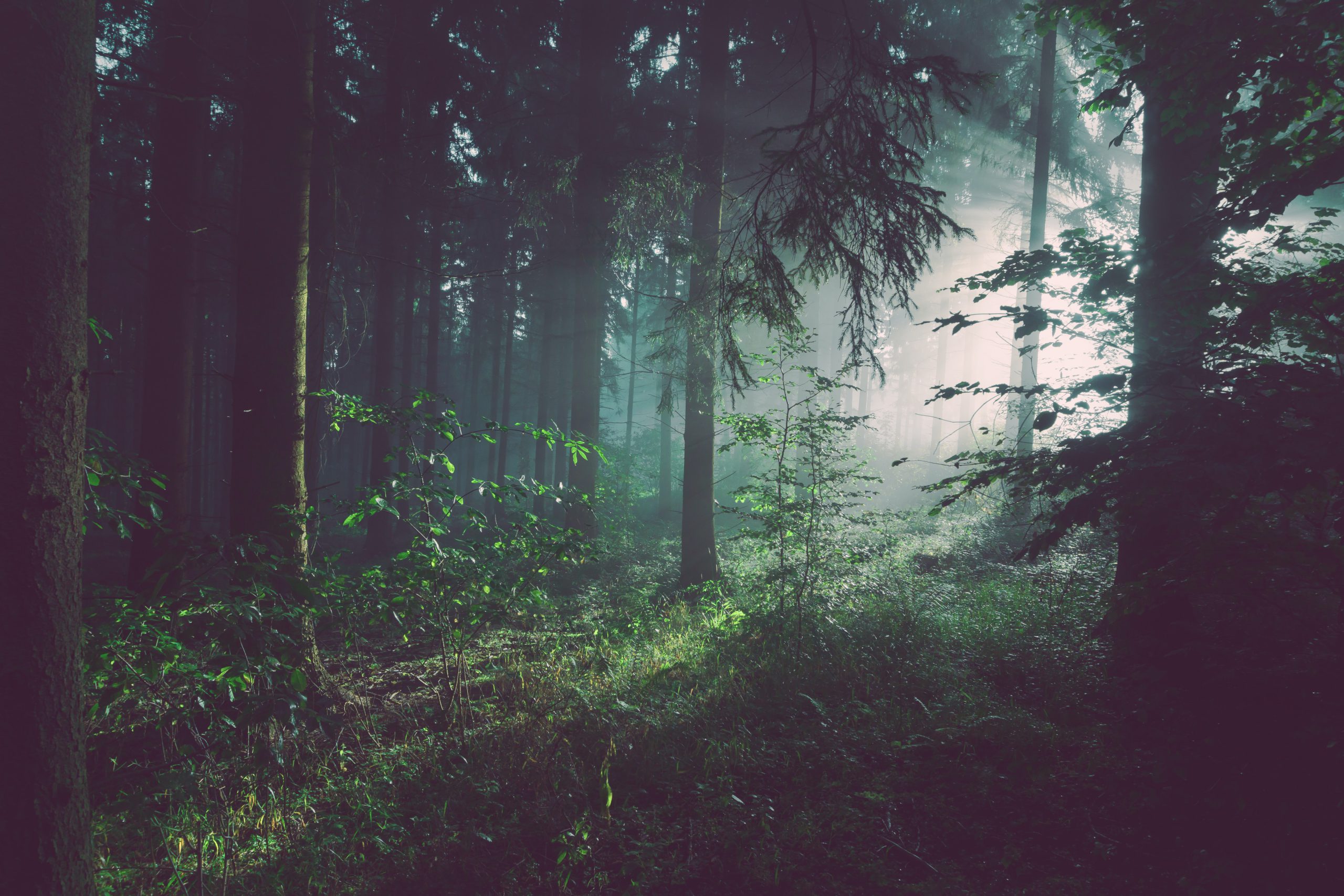 Licht fällt furch die Bäume in den Wald