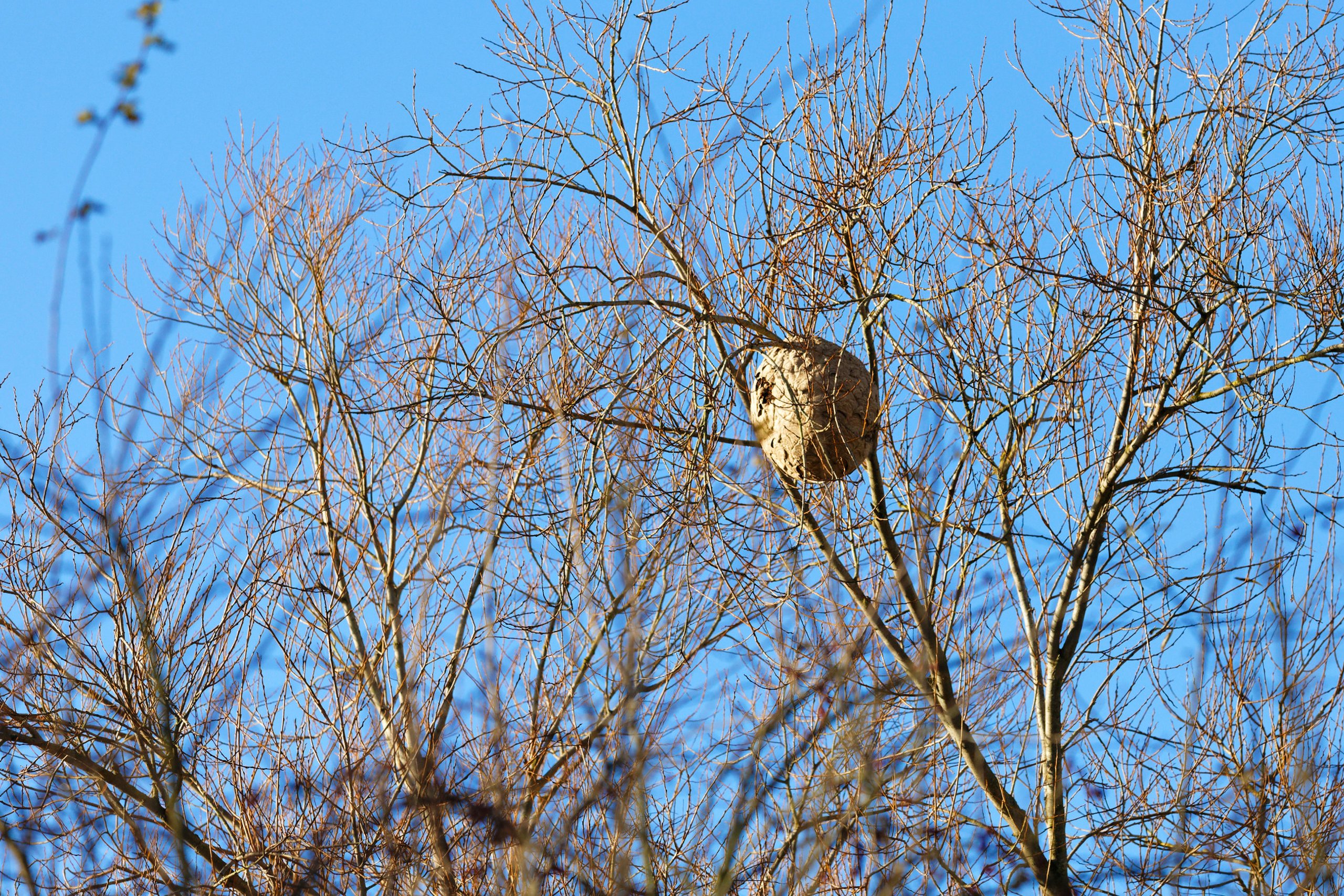 Nest einer asiatischen Hornisse