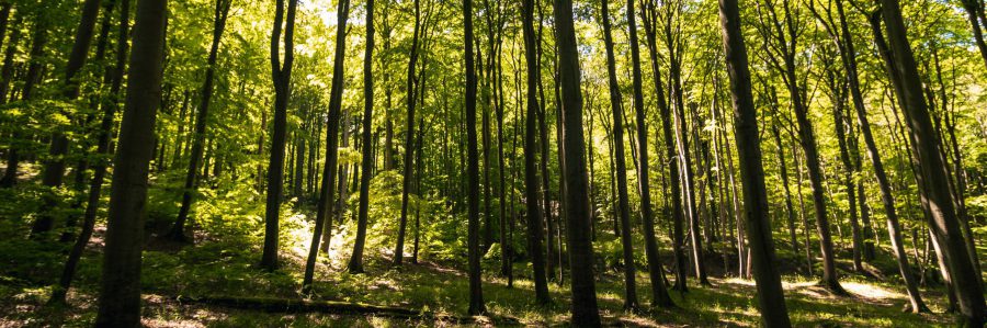 Veränderungen im Wald Wald