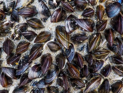 Muscheln bedecken eine ganze Oberfläche