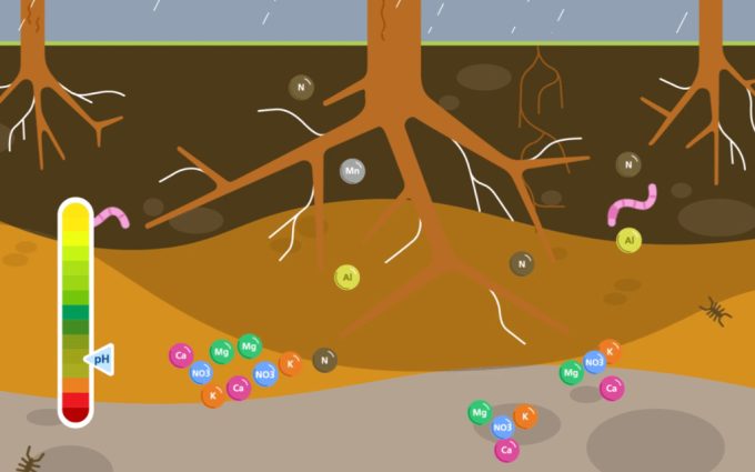 Nährstoffverluste im Wald Illustration Waldboden und verschiedene Nährstoffe