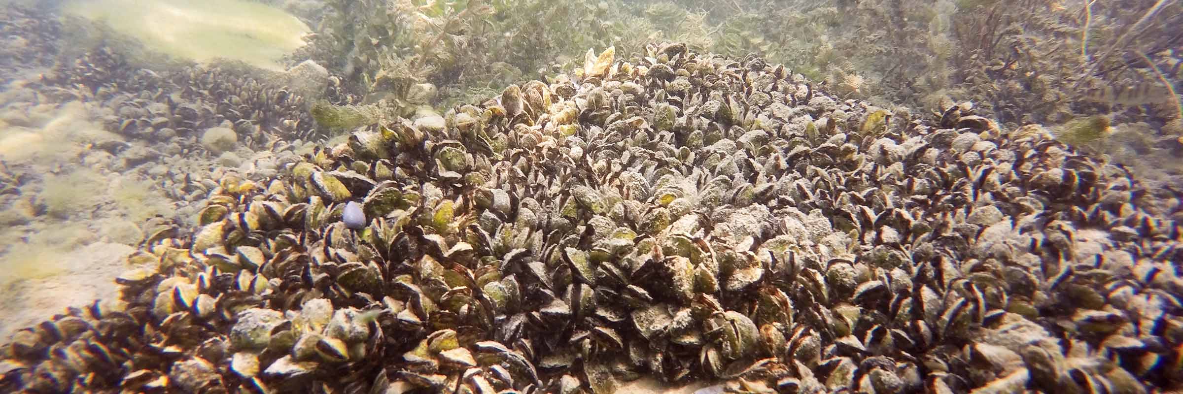 Quaggamuscheln im Genfersee