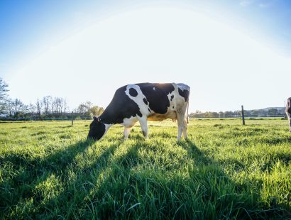 Eine Kuh steht auf einer Weide und frisst Gras.