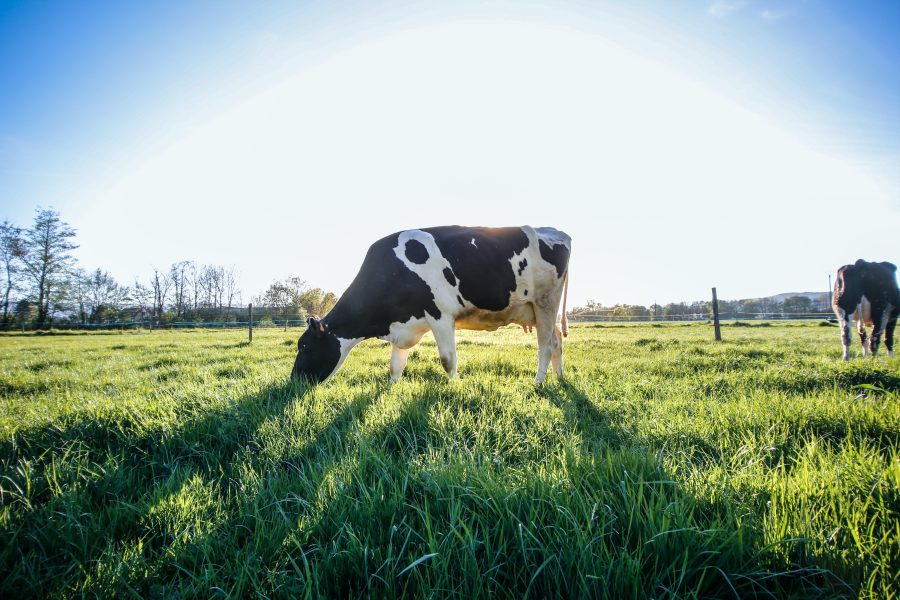 Eine Kuh steht auf einer Weide und frisst Gras.