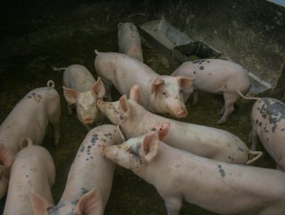 Eine Gruppe von Schweinen im Stall