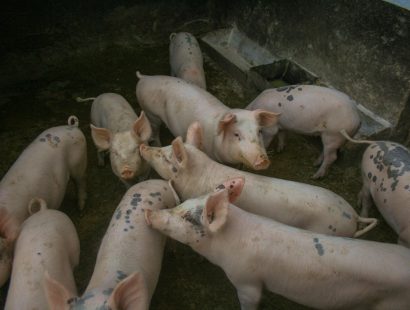 Verursachen Emissionen: Schweine im Stall Eine Gruppe von Schweinen im Stall