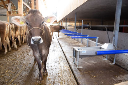 Fressstand Musterstall in Merlischachen