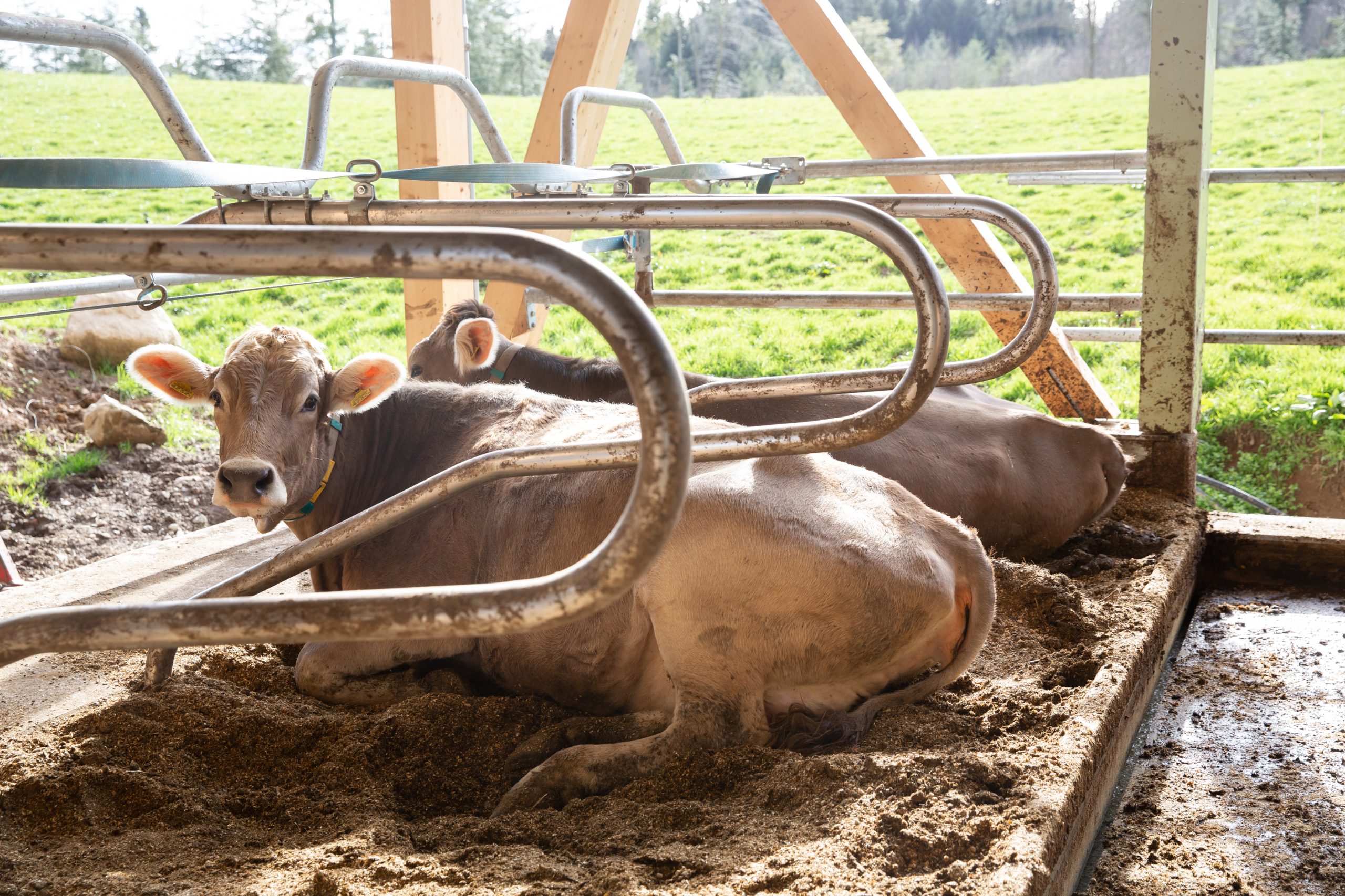 Liegeboxen mit Dinkelspelzen-Pellets-Einstreu