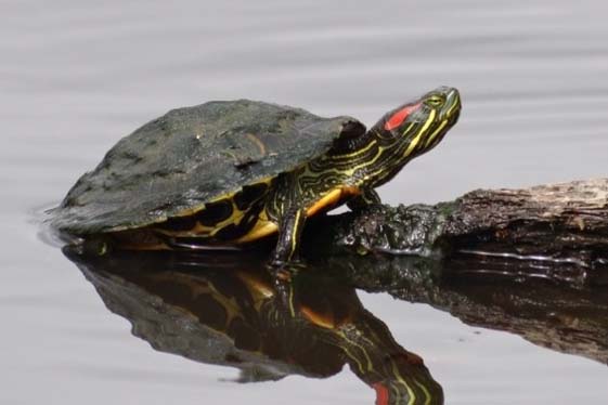 Rotwangen-Schmuckschildkröte