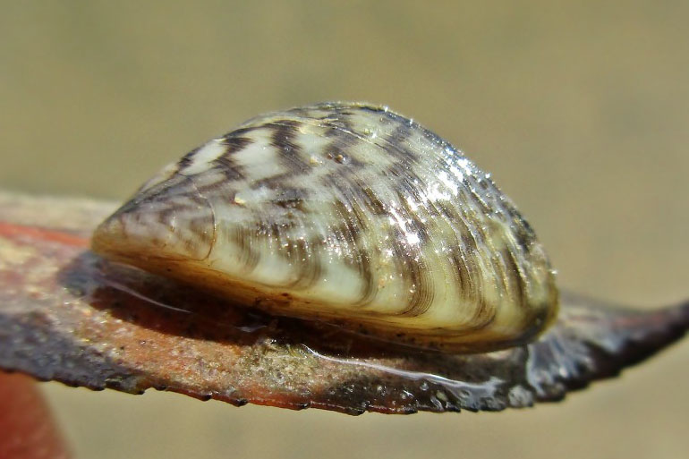 Zebramuschel