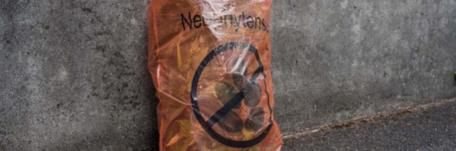 neophytensack-wide-aspect-ratio-1320-438 Neophyten gehören nicht in den Kompost, im Neophytensack lassen sie sich korrekt und kostenlos entsorgen