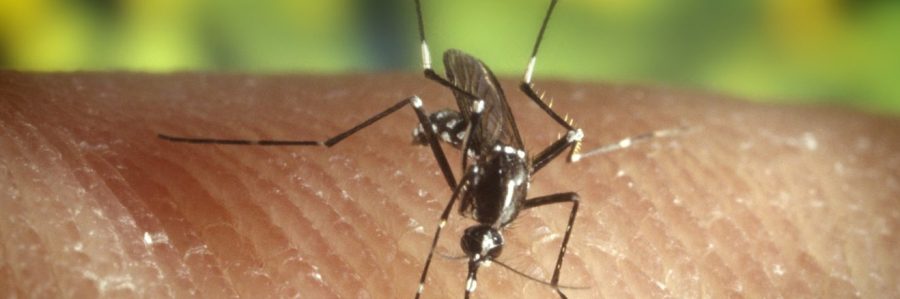 asiatische-tigermuecke-aedes-albopictus-wikimedia-common-aspect-ratio-1320-438
