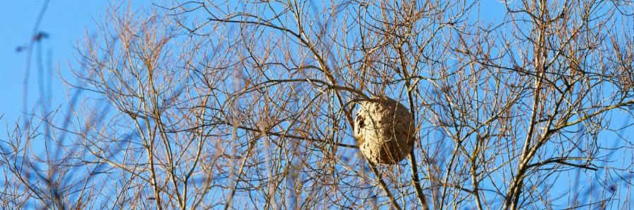 Nest einer asiatischen Hornisse.
